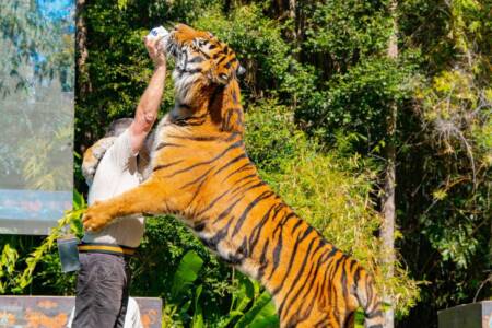 BREAKING: Handler mauled by a Tiger at Dreamworld