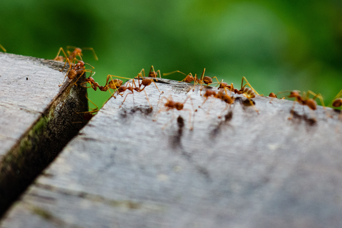 Article image for Mark Furner shuts down community concerns over fire ant bait toxicity