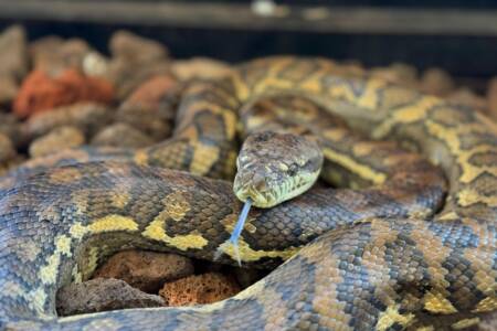 ‘Common sense and respect’: The key to staying safe this ‘busy’ snake season