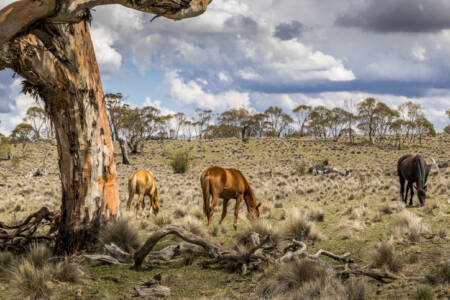 Brumby cull gets tick of approval