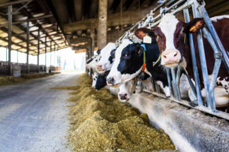 A cautious response to dairy farm figures