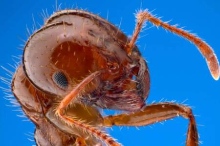 Fire Ants hitch a ride into NSW in a turf delivery