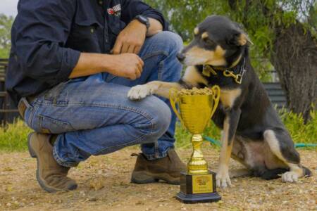 Queensland Kelpie named Australia’s best working dog