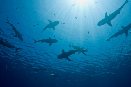 Macquarie University investigates role of light in preventing shark attacks