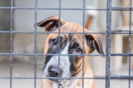 Why do owners hand their dogs & cats to shelters?