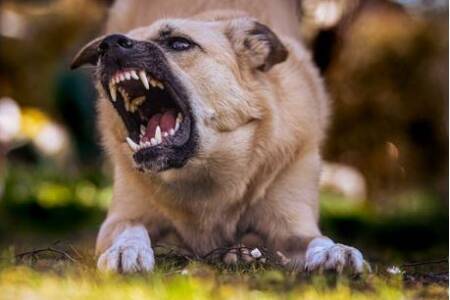 Dr Rob Zammit on surge of vicious dog attacks across NSW