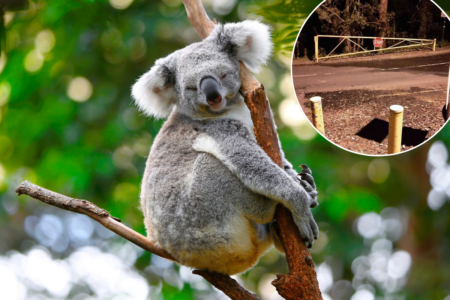 Advocacy group campaigns for greater koala protections at Mt Gravatt lookout