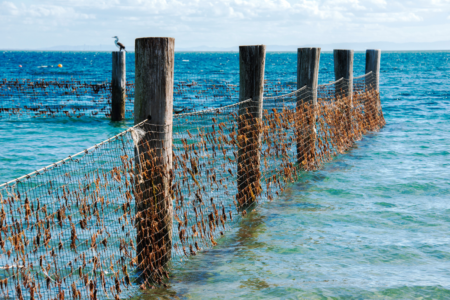 Greens unveil $60 million dollar plan to remove shark nets