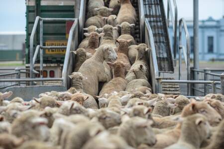 Renewed calls for live sheep trade to be reinstated