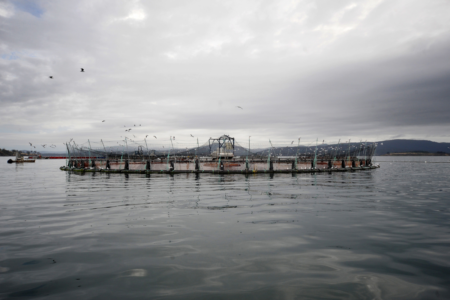 ‘That is a cop-out’: Future of fish farming in Tasmania remains uncertain