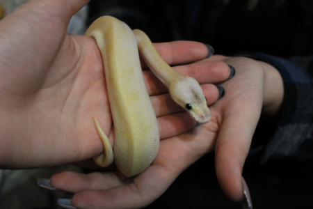 A snake face lift and feather transplants for birds: Brisbane’s unusual pet vet