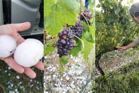 ‘Mushes the bunch’: Grapes of the Granite Belt take a hit in hail storm