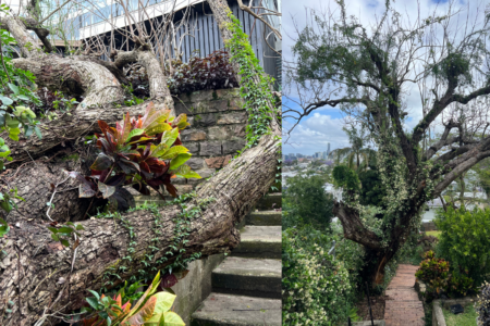 Busting the red tape on Bill’s Brisbane City Council tree stoush