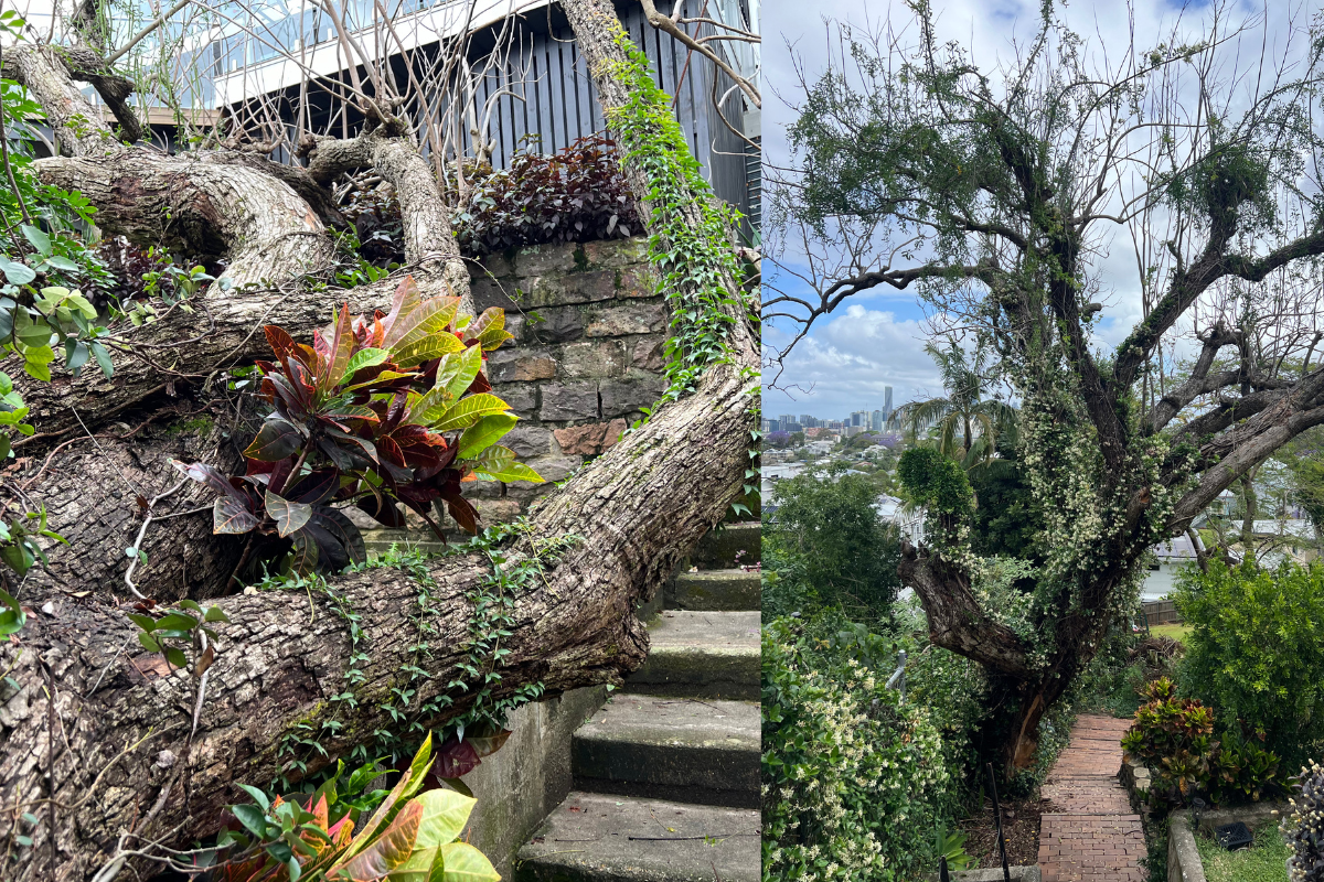 Article image for Busting the red tape on Bill’s Brisbane City Council tree stoush