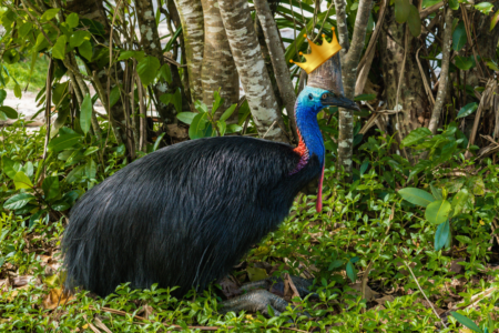 4BC Drive introduces Katter the Cassowary as Brisbane’s Olympic mascot