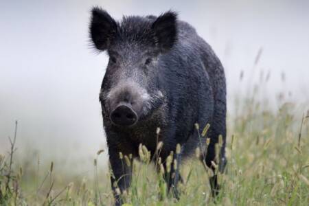 The new research hoping to better equip farmers to manage feral pigs