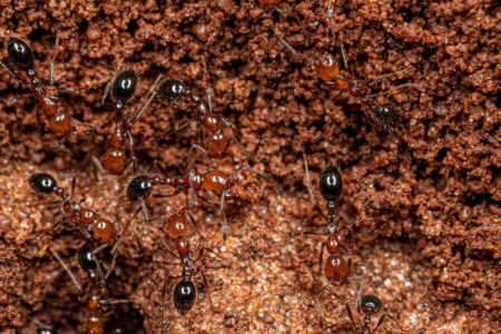 Fire ants found rafting in floodwaters after ex-Tropical Cyclone Alfred