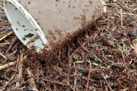 ‘Much-needed boost’: QLD government pledges $24 million to manage fire ant crisis